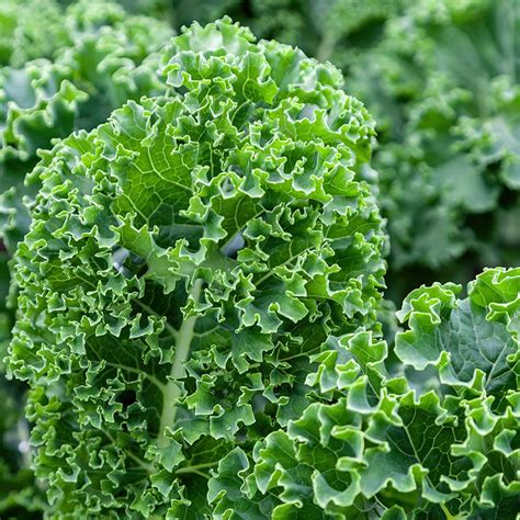 Kale Dwarf Green Curled Seeds Stocks And Green