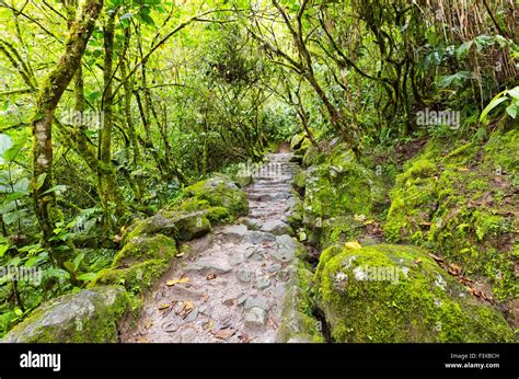 Rainforest in Ecuador Stock Photo - Alamy