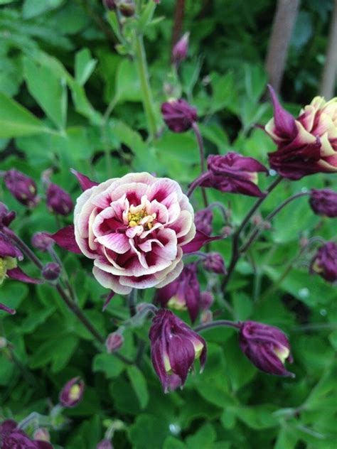 Семена Аквилегия обыкновенная – Aquilegia vulgaris Winky Double Red and ...
