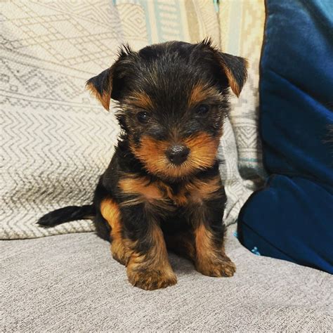 Yorkie Puppies Near Me Artofit
