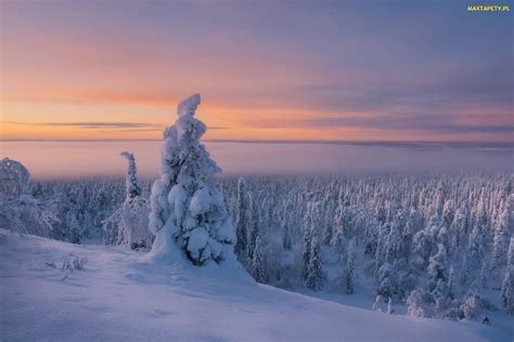 Tapety zdjęcia Zima Finlandia Mgła Ośnieżone Drzewa Laponia