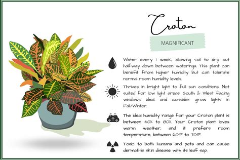 how to take care of croton plant