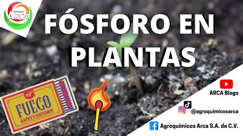 Ruina Puesto General Importancia Del Fosforo En Las Plantas Dormido