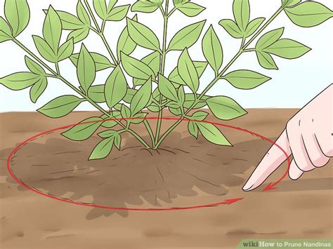 How to Prune Nandinas: 12 Steps (with Pictures) - wikiHow