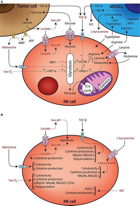 Frontiers Nk Cell Metabolism And Tumor Microenvironment