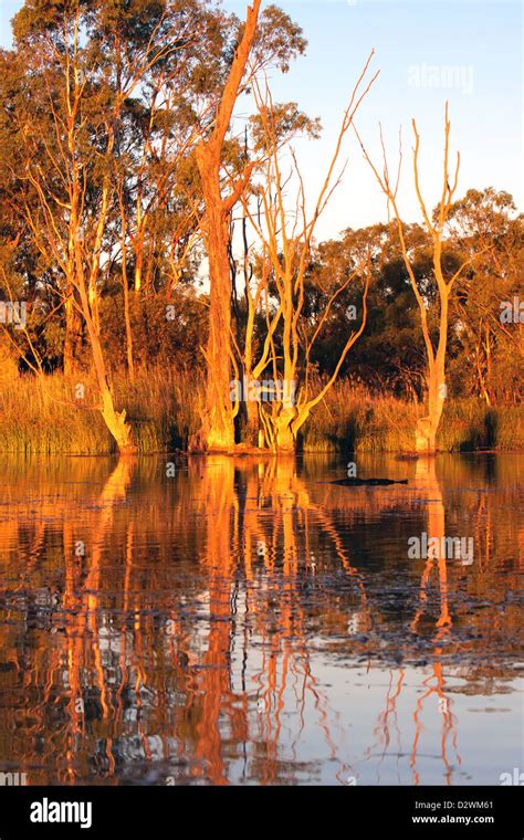 Australian Billabong Hi Res Stock Photography And Images Alamy