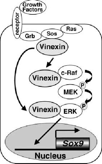 Model For Vinexin Functions Vinexin Binds To Sos Through The Third