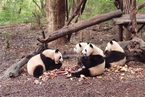 Giant Panda Pavilion In Coloane Macau Taipa Green Nature Chinese Pandas