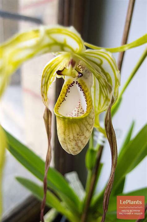 Фрагмипедиум Валлиса Phragmipedium Wallisii — описание выращивание