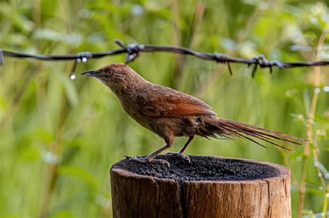 Premium Photo Greater Thornbird Animal