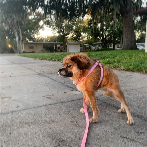 Cachorro Cururu Entenda A S Ndrome Que Causa Encurtamento Em C Es