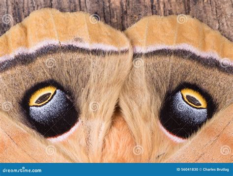 Eyespots of a Moth stock photo. Image of spot, colorful - 56041830