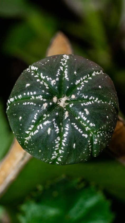 Astrophytum Asterias Grafted On Dragon Fruit Stem Stock Photo Image