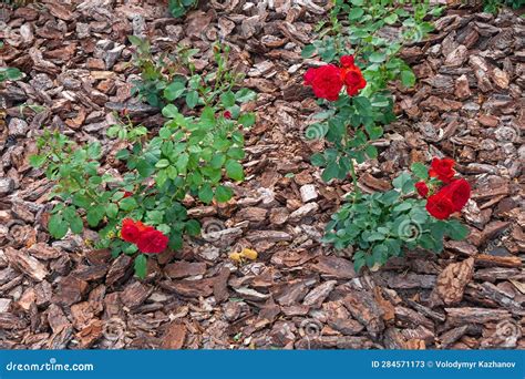 Flower Bed With Tree Bark Mulch For Growing Rose Bushes In The Garden