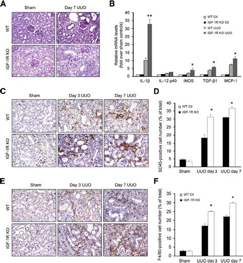 Loss Of Insulin Like Growth Factor Receptor Igf R In Endothelial