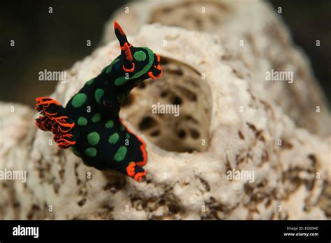 A Nembrotha Kubaryana On A Reef In The Solomon Islands Stock Photo Alamy