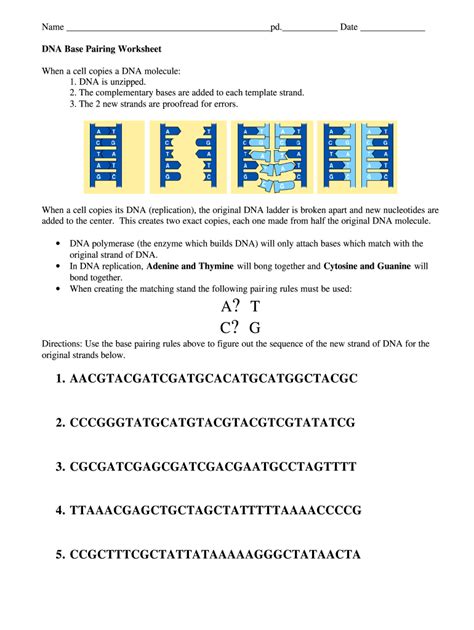 Dna Base Pairing Worksheet Answers