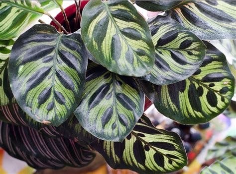 Varieties Of Calathea