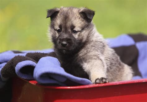 Norwegian Elkhound Puppies For Sale - AKC PuppyFinder