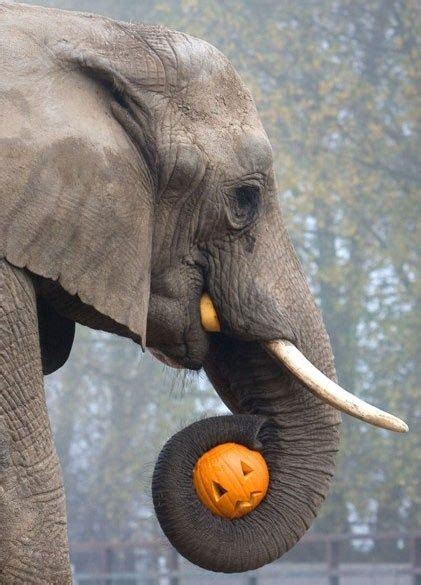 Carving Pumpkins Elephant Animal Pictures Animals Beautiful