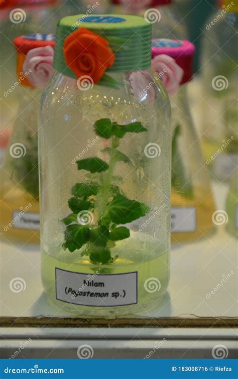 Plant Tissue Culture In Small Glass Bottle Stock Photo Image Of Cell