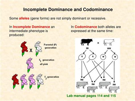 Incomplete Dominance Vs Codominance Examples