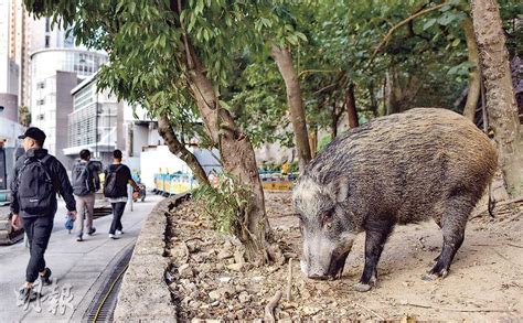 漁署：市區捕獲野豬全部人道毁滅 稱野豬傷人趨升 動物團體籲先打擊餵飼 20211113 港聞 每日明報 明報新聞網