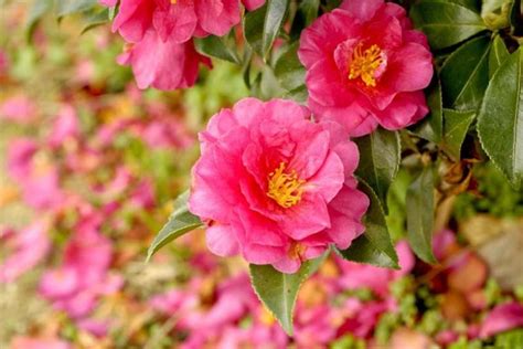 Fall Blooming Camellias