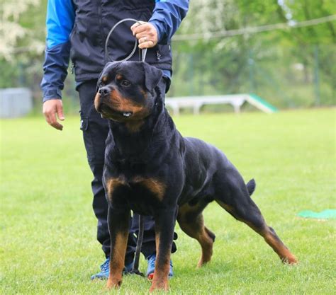 Pin By Vik Klupsas On Rotties Dobes Shepherds Labs And Other Friends