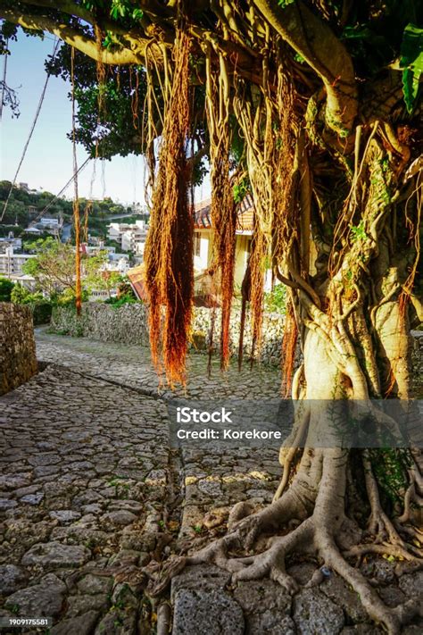 Giant Banyan Tree In Muraya Kinjo Town Shuri Stock Photo Download