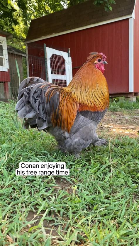 New Eggs Are Here Incubating Ameraucana And French Black Copper Marans