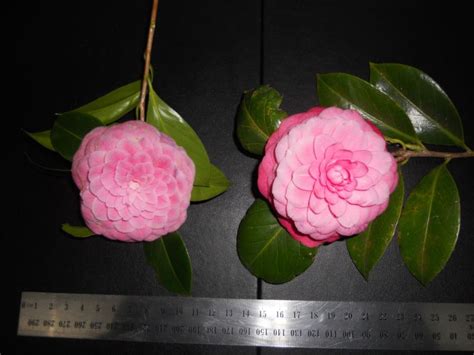 Camellia Japonica Virginia Franco Rosea Royal Botanic Garden Sydney