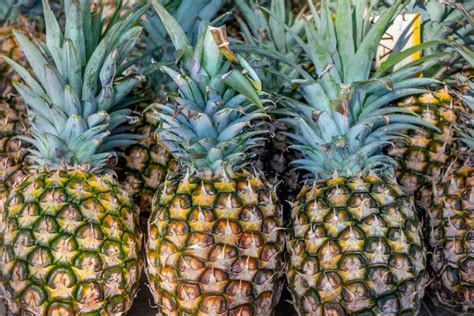 All About the Sugarloaf Pineapple - Minneopa Orchards