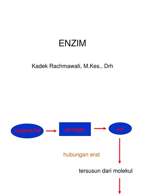 PDF ENZIM Fkh Ppt DOKUMEN TIPS