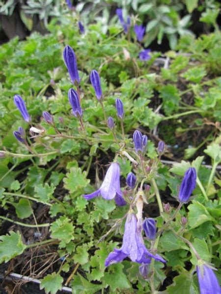 Glockenblume Birch Campanula Portenschlagiana Birch Dalmatiner