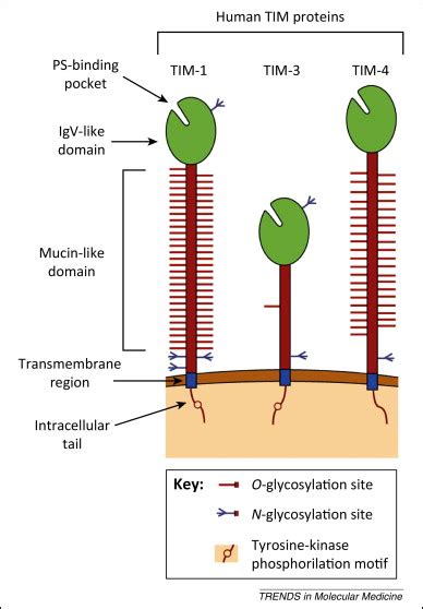 Regulation Of T Cell Trafficking By The T Cell Immunoglobulin And Mucin