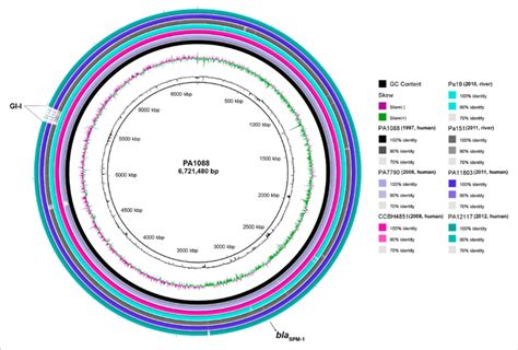 Circular Genome Maps Of Spm 1 Producing P Aeruginosa Belonging To