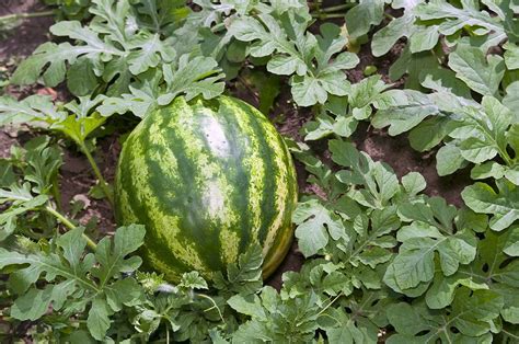 Tips on Growing Sweet Watermelon | Green Thumb Organic Gardening Tips