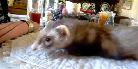 Ferret Vomiting But Acting Normal Is It A Problem