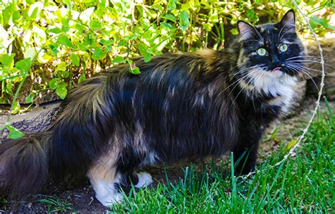 Worlds Biggest Cat Guinness World Record