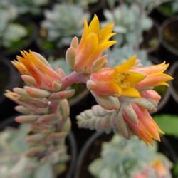 L echeveria succulente argentée et colorée Pépinière du Val d Erdre