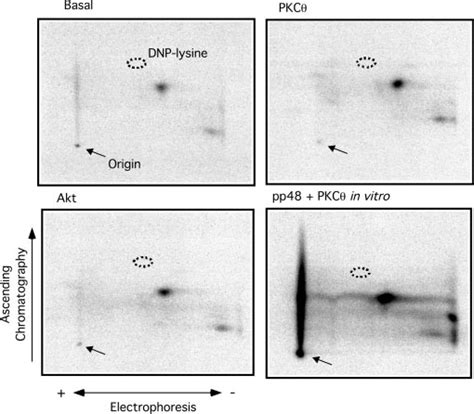 Two Dimensional Tryptic Phosphopeptide Mapping Of Ndrg2 Phosphorylated