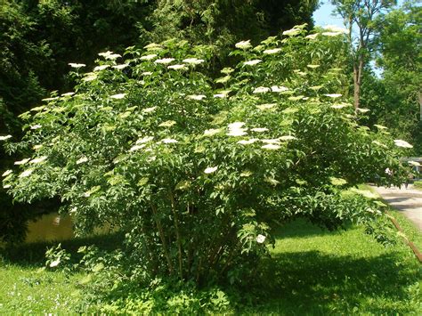 Juoduogis šeivamedis Sambucus Nigra