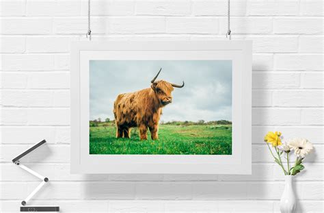 Highland Cow Print Farmhouse Decor Colored Grass Cow Rustic Etsy