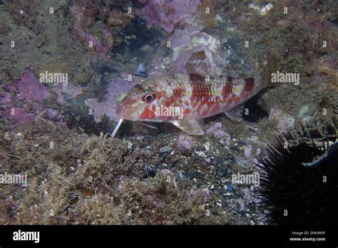 Striped Red Mullet Mullus Surmuletus Stock Photo Alamy