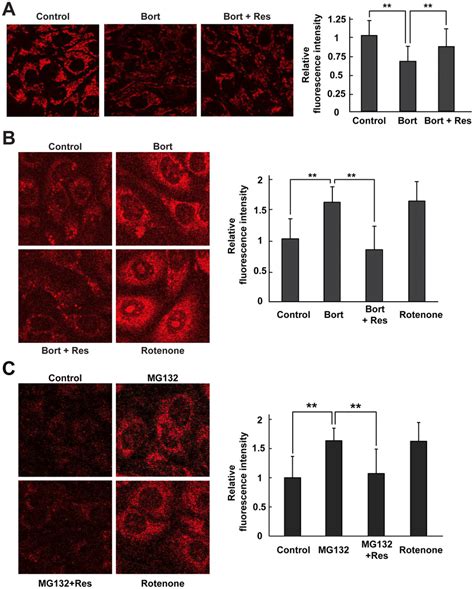 Resveratrol Protects Mitochondrial Membrane Integrity And Function In