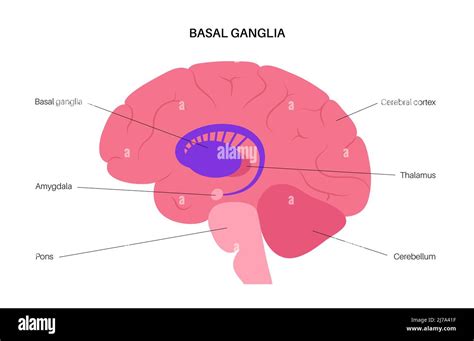 Basal ganglia anatomy, illustration Stock Photo - Alamy