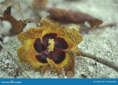 ASIA INDIAN OCEAN MALDIVES TROPICAL FLOWERS Stock Photo - Image of ...