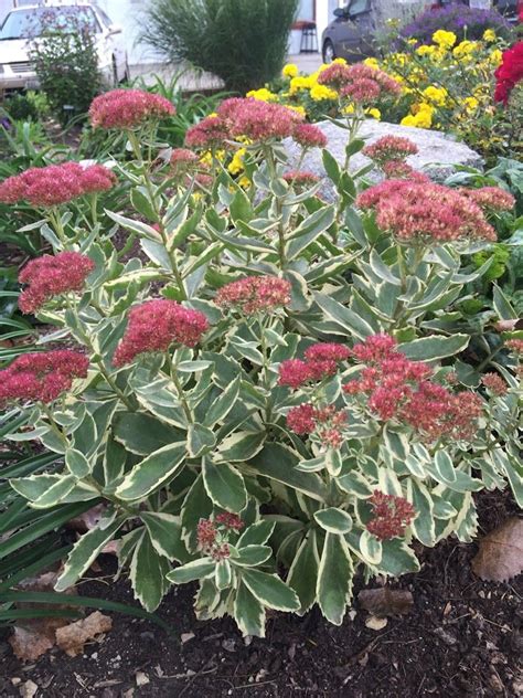 Autumn Charm Sedum Great Variegation And Flower Color Autumn Garden