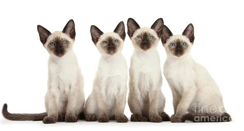 Four Siamese Kittens Photograph By Warren Photographic Fine Art America